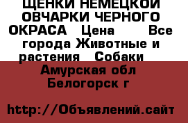 ЩЕНКИ НЕМЕЦКОЙ ОВЧАРКИ ЧЕРНОГО ОКРАСА › Цена ­ 1 - Все города Животные и растения » Собаки   . Амурская обл.,Белогорск г.